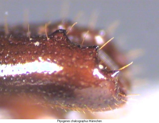 pityogenes_chalcographus_fld.jpg
