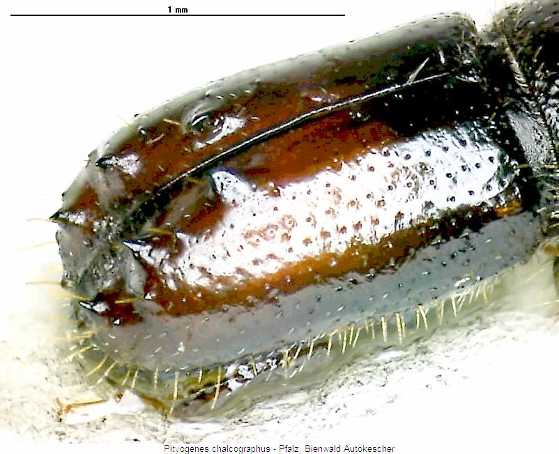 pityogenes_chalcographus_hlb.jpg