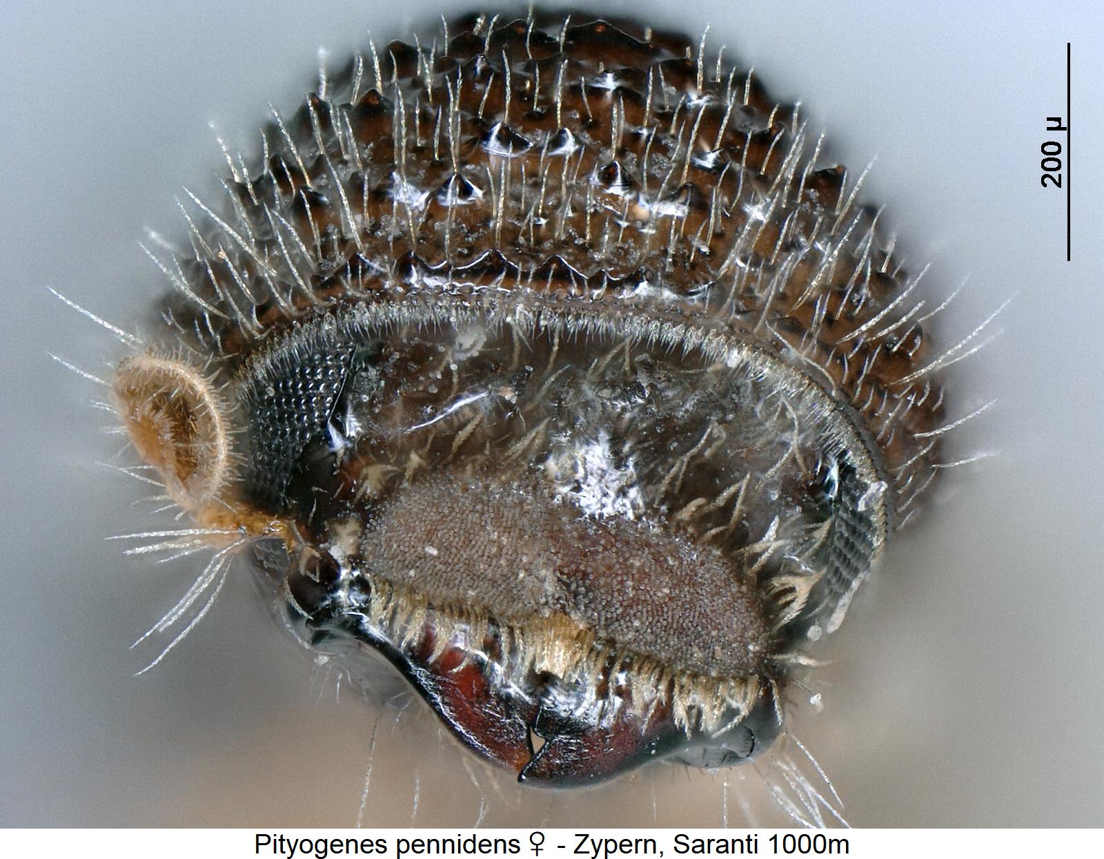 pityogenes_pennidens_w_ol.jpg
