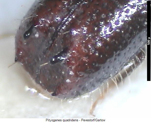 pityogenes_quadridens_fld.jpg