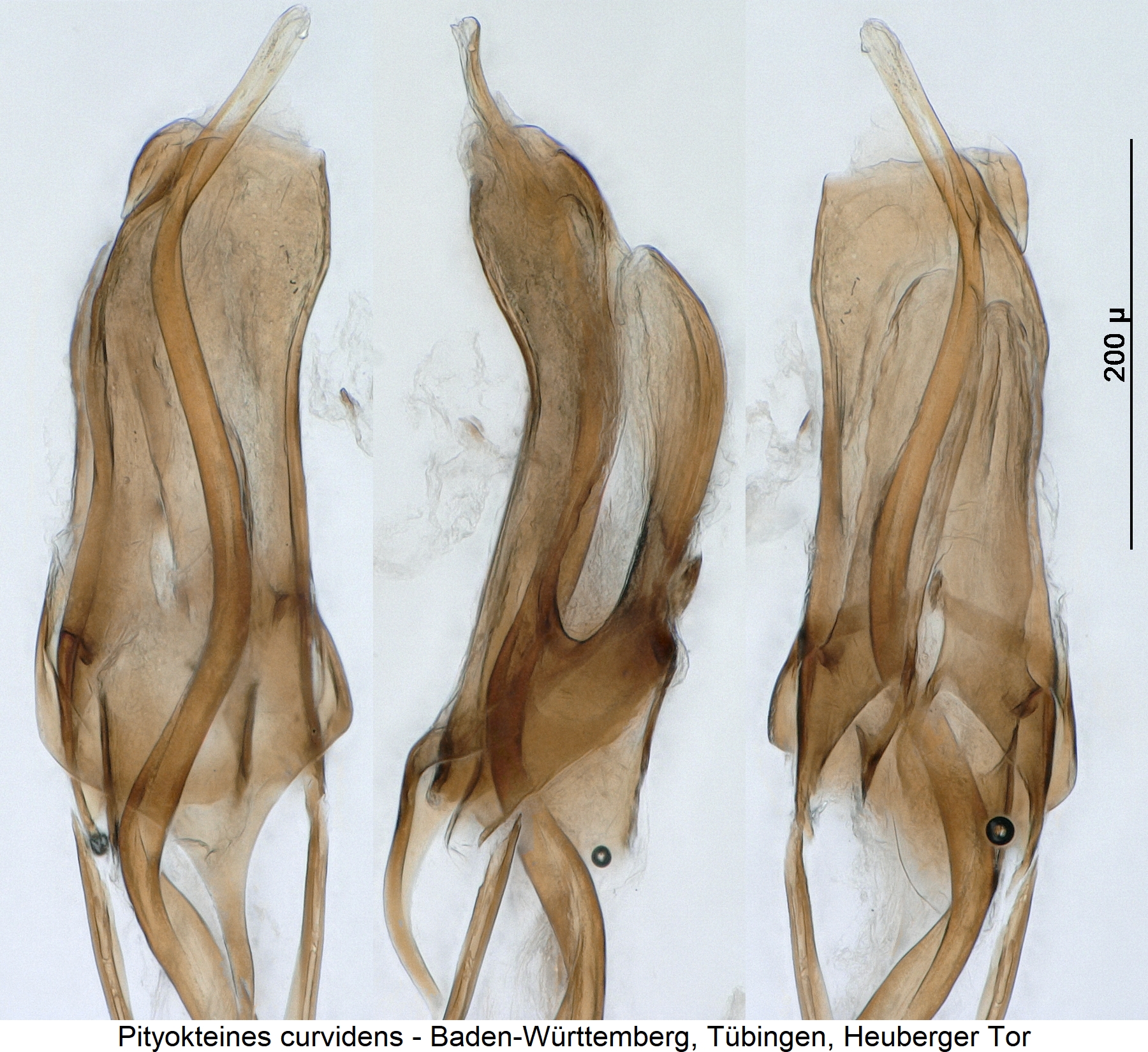 pityokteines_curvidens.jpg