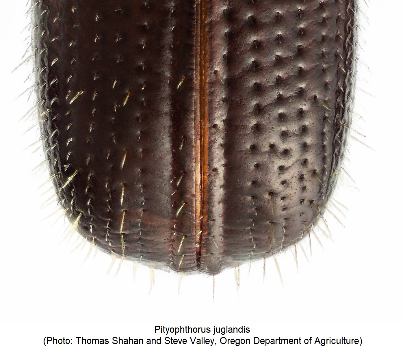 pityophthorus_juglandis_fld.jpg