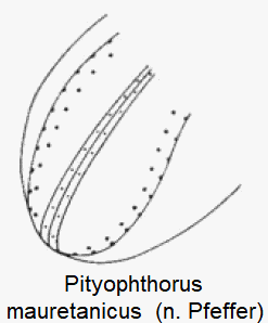 pityophthorus_mauretanicus_dec.gif