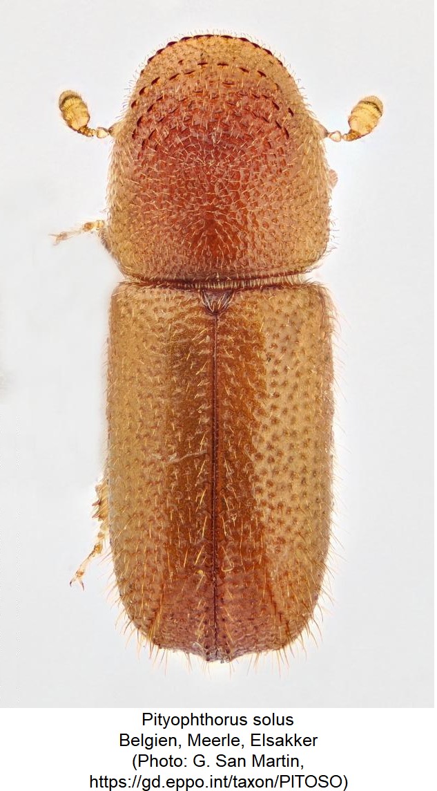 pityophthorus_solus_hab.jpg