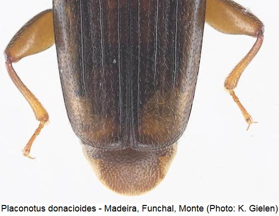 placonotus_donacioides_dec.jpg