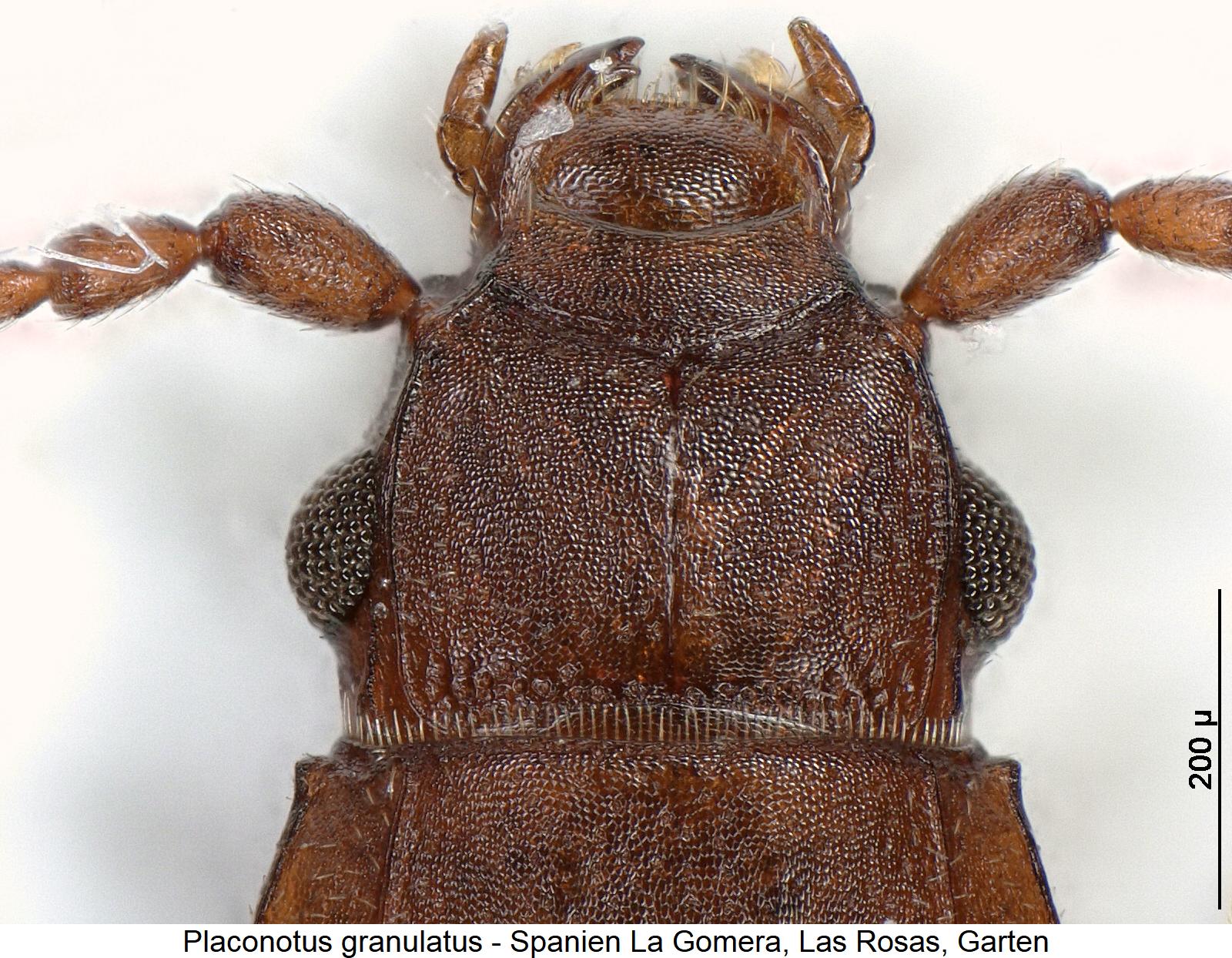 placonotus_granulatus_k.jpg