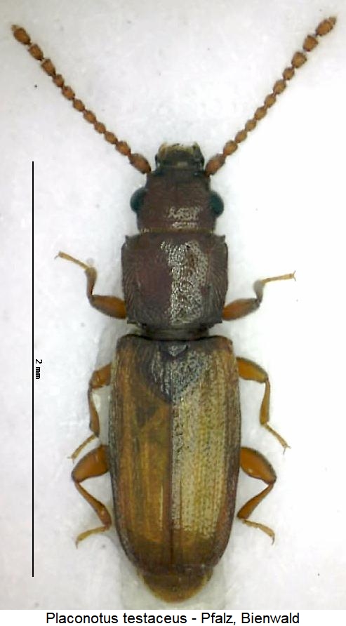 placonotus_testaceus_hab.jpg