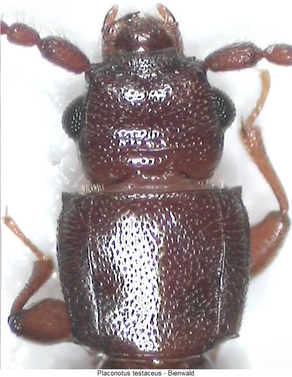 placonotus_testaceus_vk.jpg