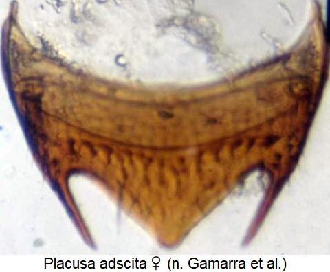 placusa_adscita_w_ter.jpg