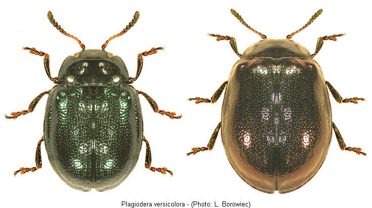 plagiodera_versicolora.jpg