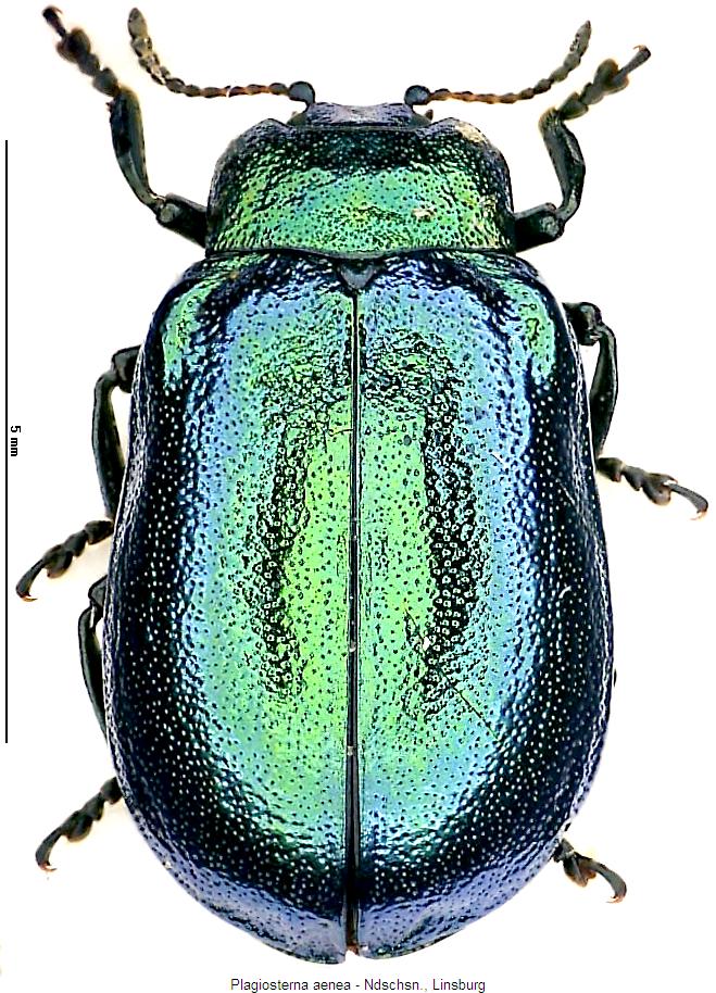 plagiosterna_aenea_hab.jpg