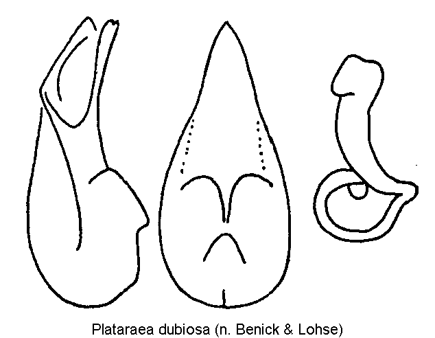 plataraea_dubiosa.gif