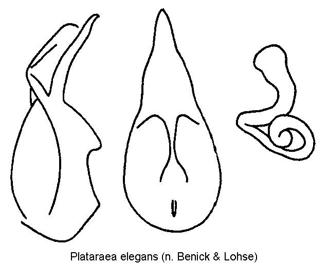 plataraea_elegans.gif