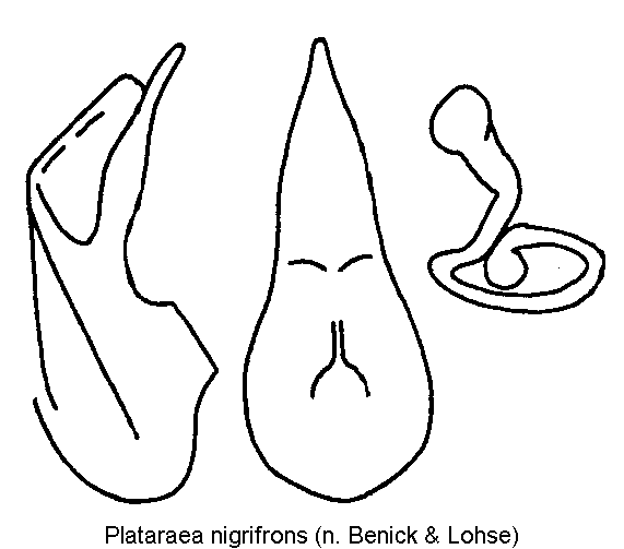 plataraea_nigrifrons.gif