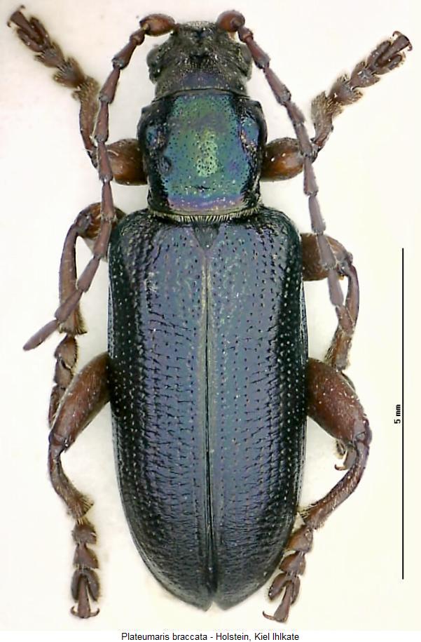 plateumaris_braccata_hab.jpg