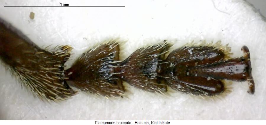 plateumaris_braccata_tr.jpg