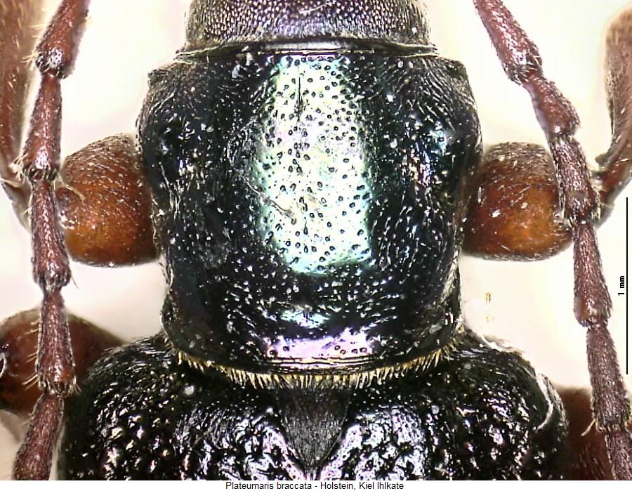plateumaris_braccata_vk.jpg
