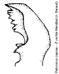 platycerus_caprae_mand.gif