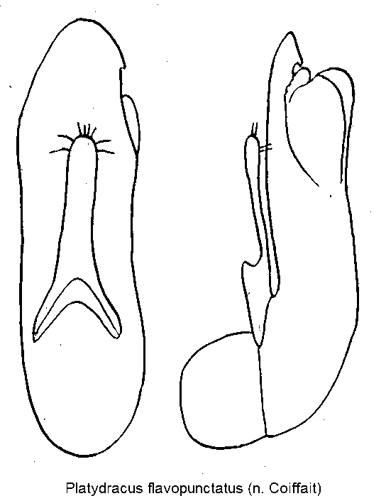 platydracus_flavopunctatus.gif