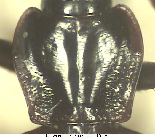 platynus_complanatus_hsch.jpg