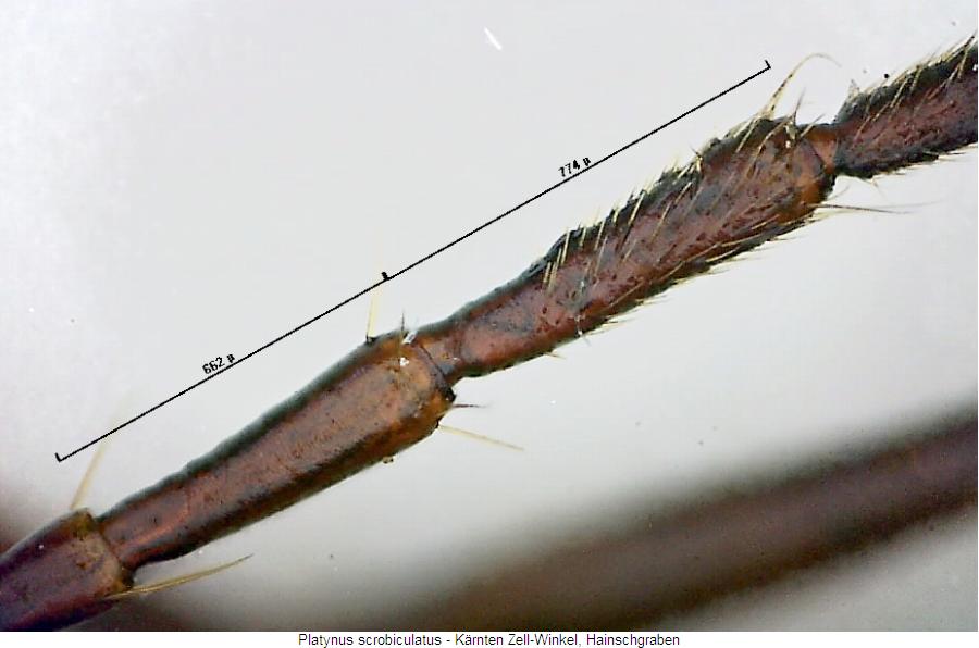 platynus_scrobiculatus_f.jpg