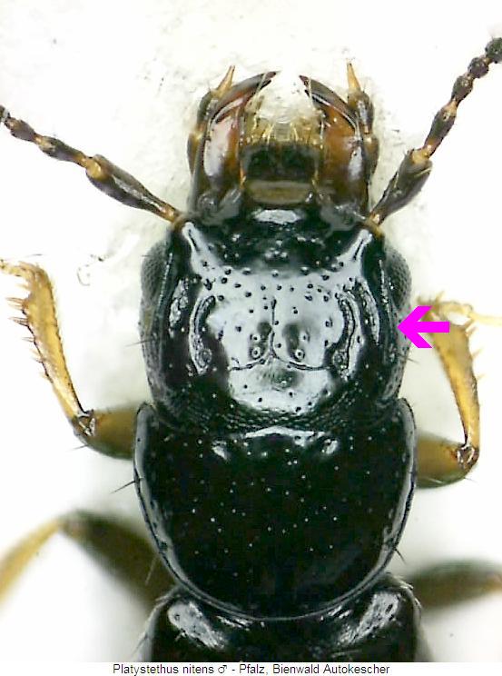 platystethus_nitens_vk.jpg