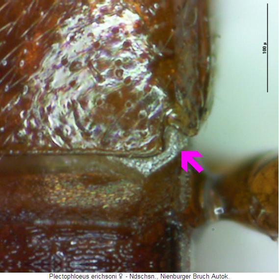 plectophloeus_erichsoni_fld.jpg