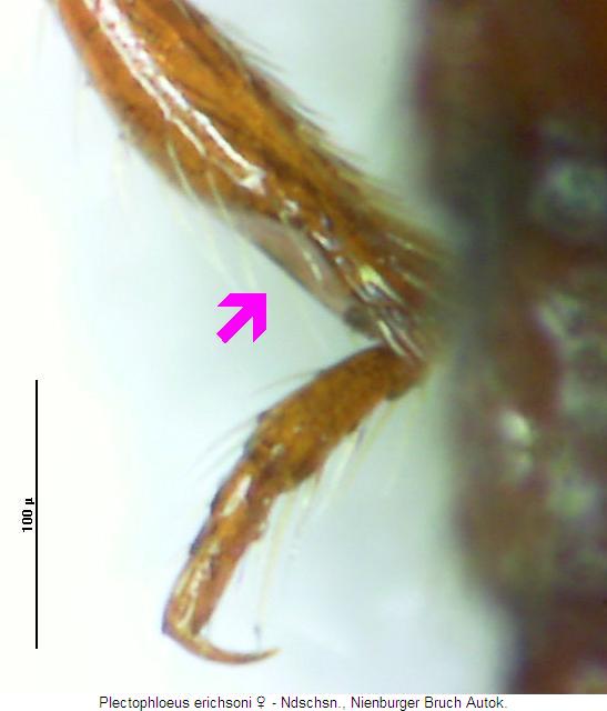 plectophloeus_erichsoni_hschn.jpg
