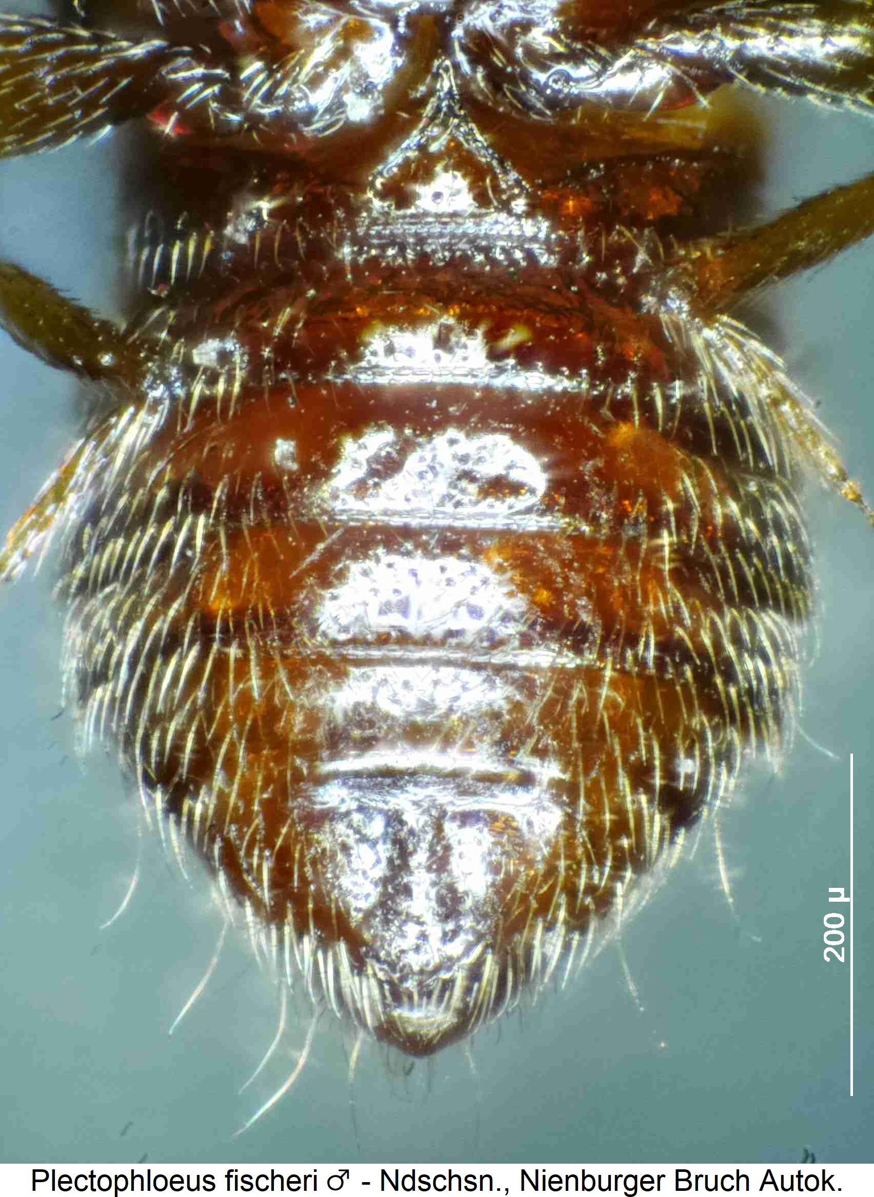 plectophloeus_fischeri_abd.jpg