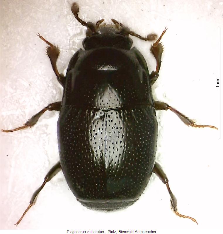 plegaderus_vulneratus_hab.jpg