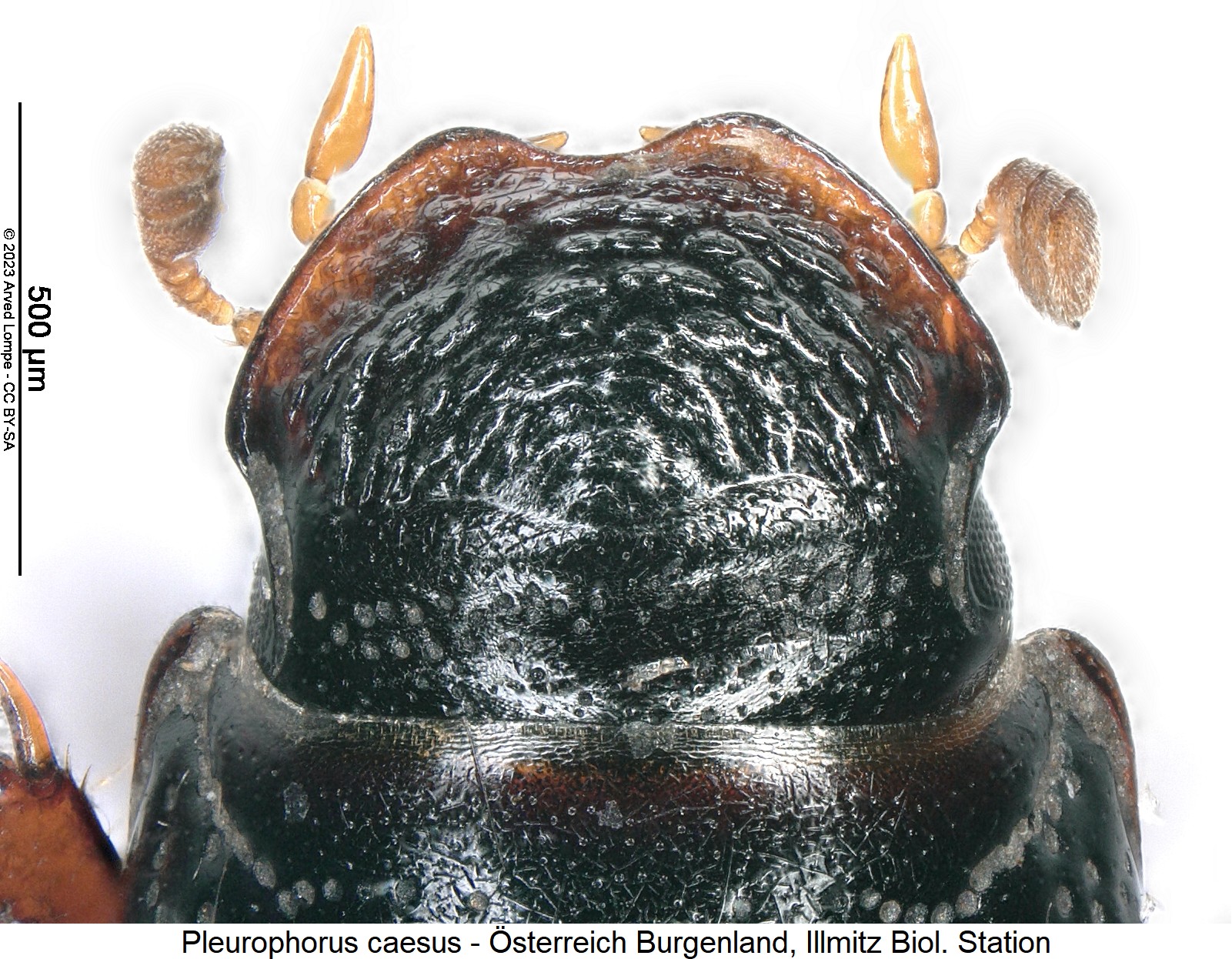 pleurophorus_caesus_$28575654_k.jpg