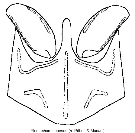 pleurophorus_caesus_mbr.gif