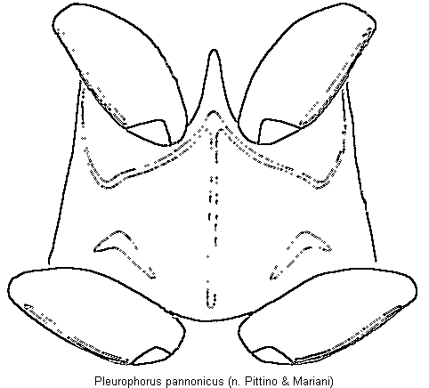 pleurophorus_pannonicus_mbr.gif