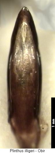 plinthus_illigeri.jpg