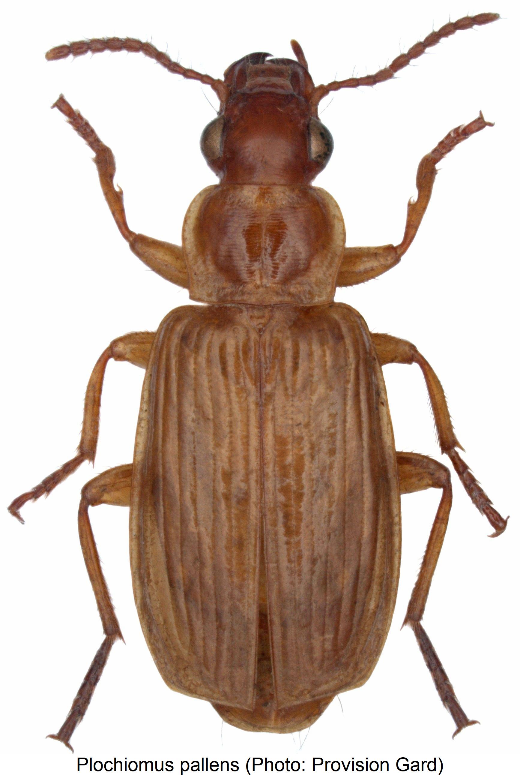 plochiomus_pallens_hab.jpg