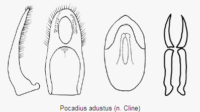 pocadius_adustus.gif