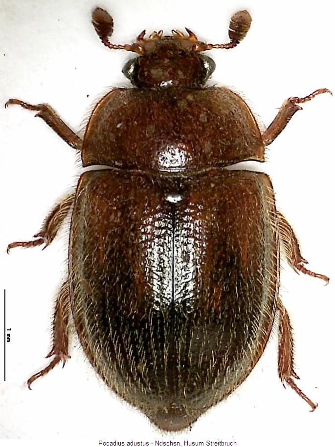 pocadius_adustus_hab.jpg
