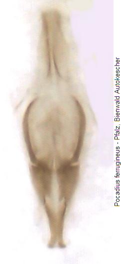pocadius_ferrugineus_pc.jpg