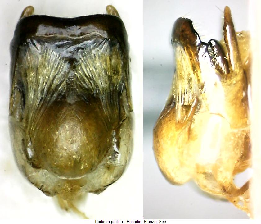 podistra_prolixa.jpg
