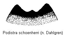 podistra_schoenherri_ds.gif