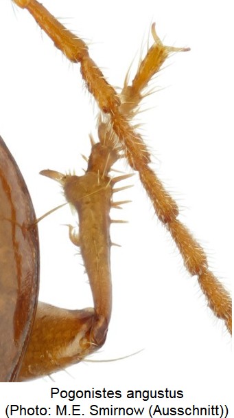 pogonistes_angustus_vschn.jpg