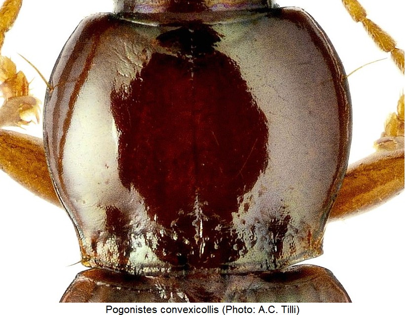 pogonistes_convexicollis_hsch.jpg