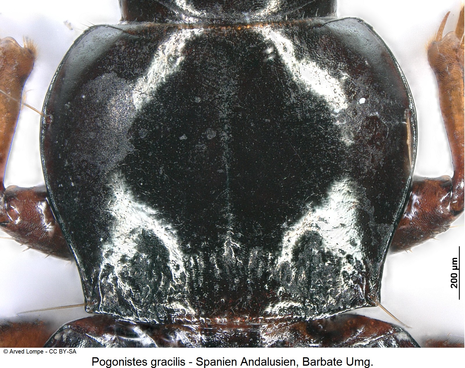 pogonistes_gracilis_ck31234545_hsch.jpg