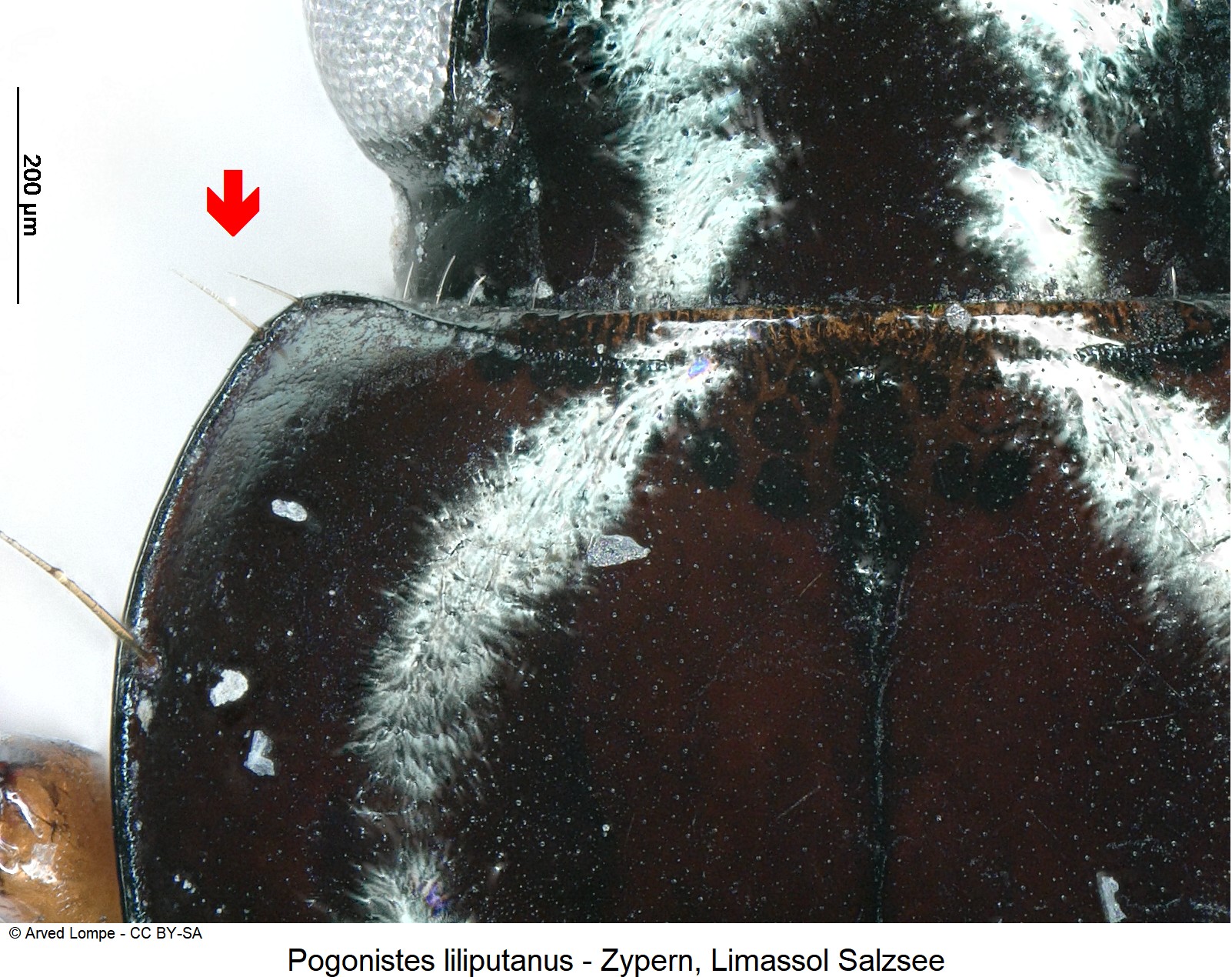 pogonistes_liliputanus_ck30821442_hsch.jpg