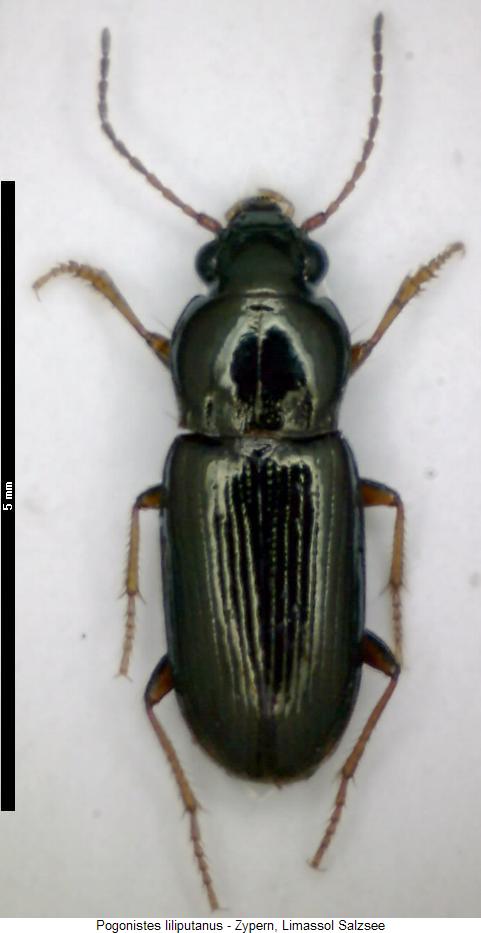 pogonistes_liliputanus_hab.jpg