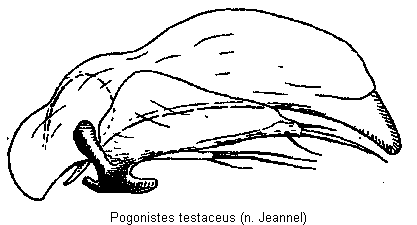 pogonistes_testaceus.gif