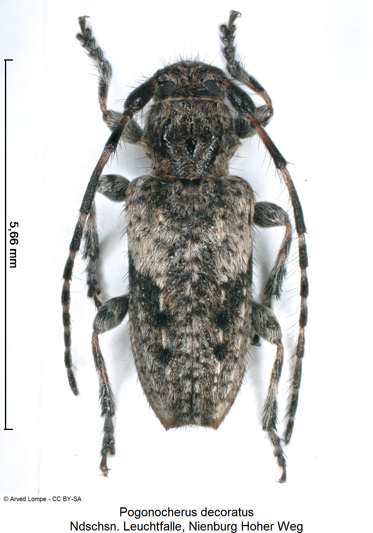 pogonocherus_decoratus_ck33256273_hab.jpg