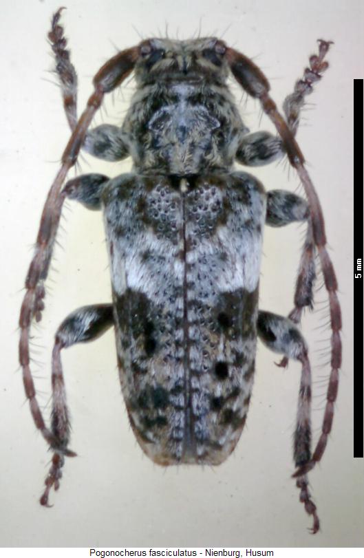 pogonocherus_fasciculatus_hab.jpg