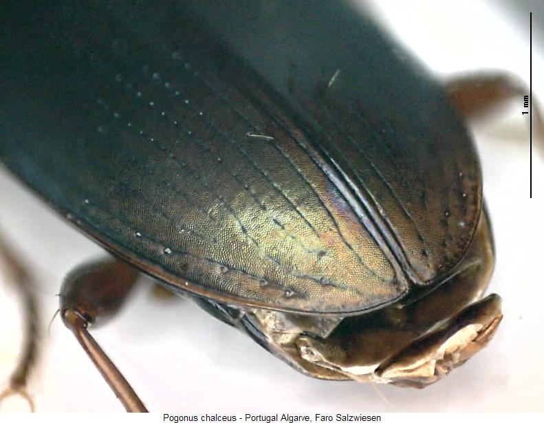 pogonus_chalceus_fld.jpg