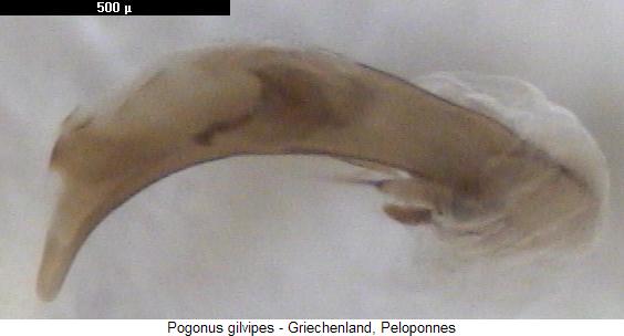 pogonus_gilvipes.jpg